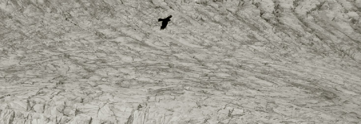 Aigle sur le glacier, photo de Bertrand Bolognesi (2005)